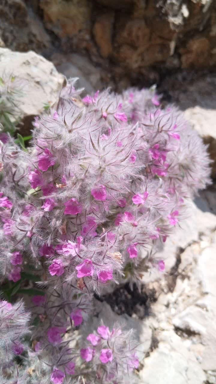 روستای سارمران